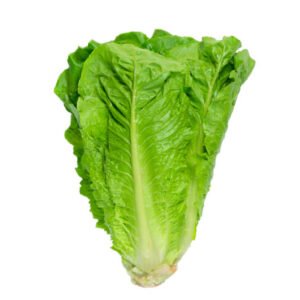 fresh green lettuce leaves isolated on white background.