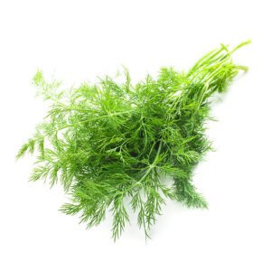 fresh twigs of green dill isolated on white background